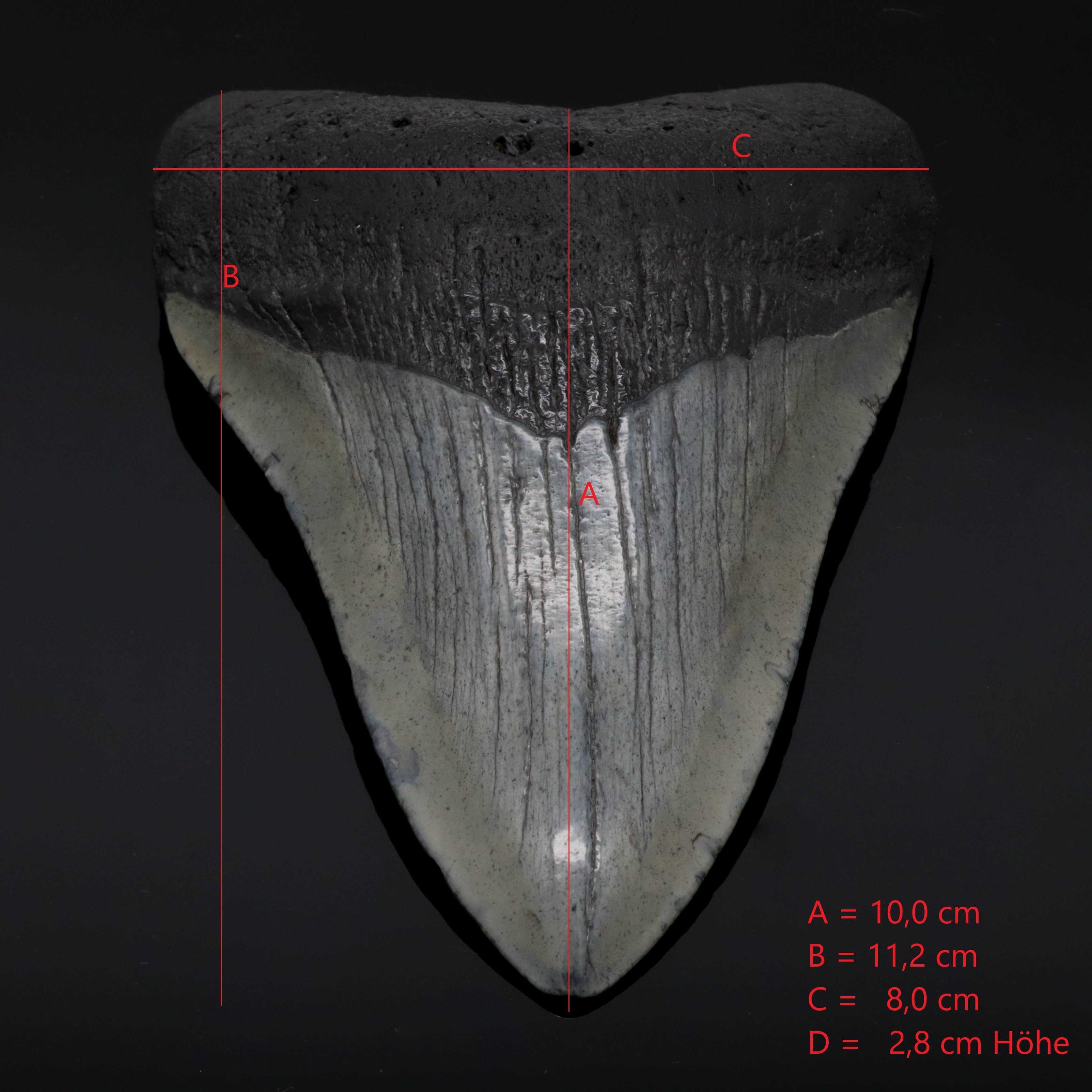 Megalodon Zähne