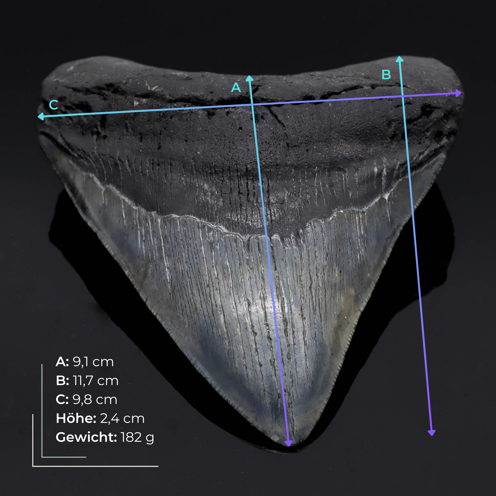 Megalodon Zähne