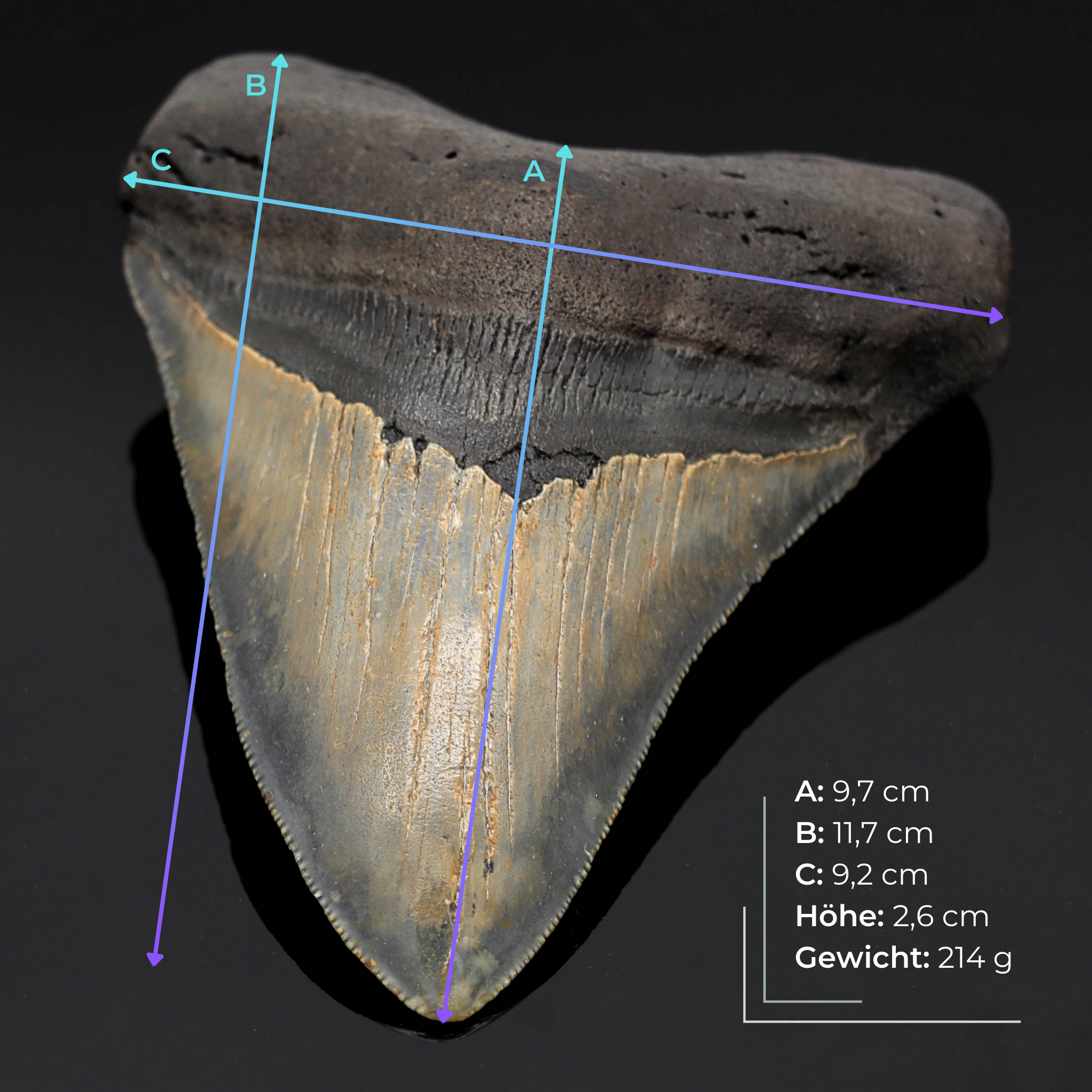 Megalodon Zähne