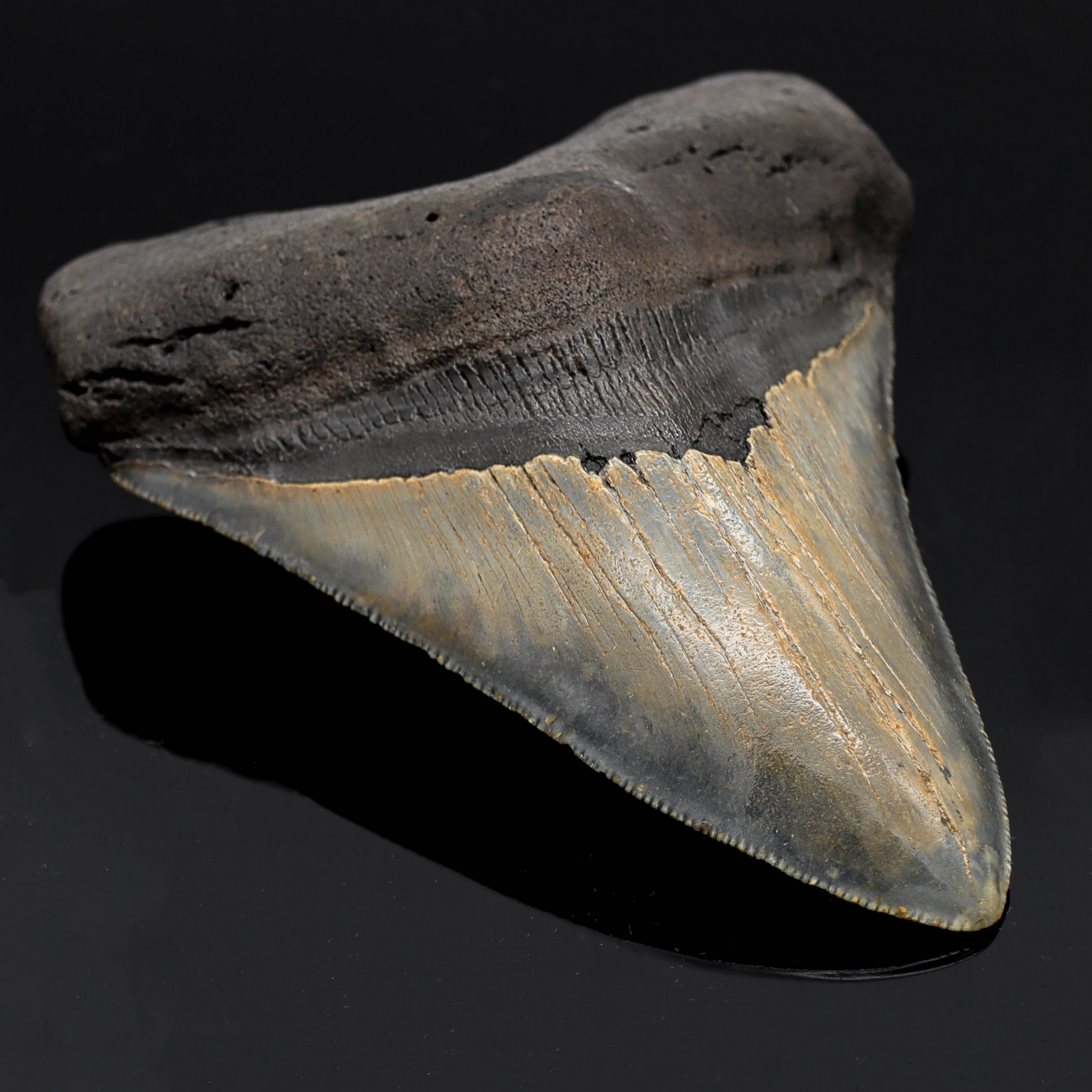 Megalodon Zahn versteinert #7 (11,7cm, 214g)