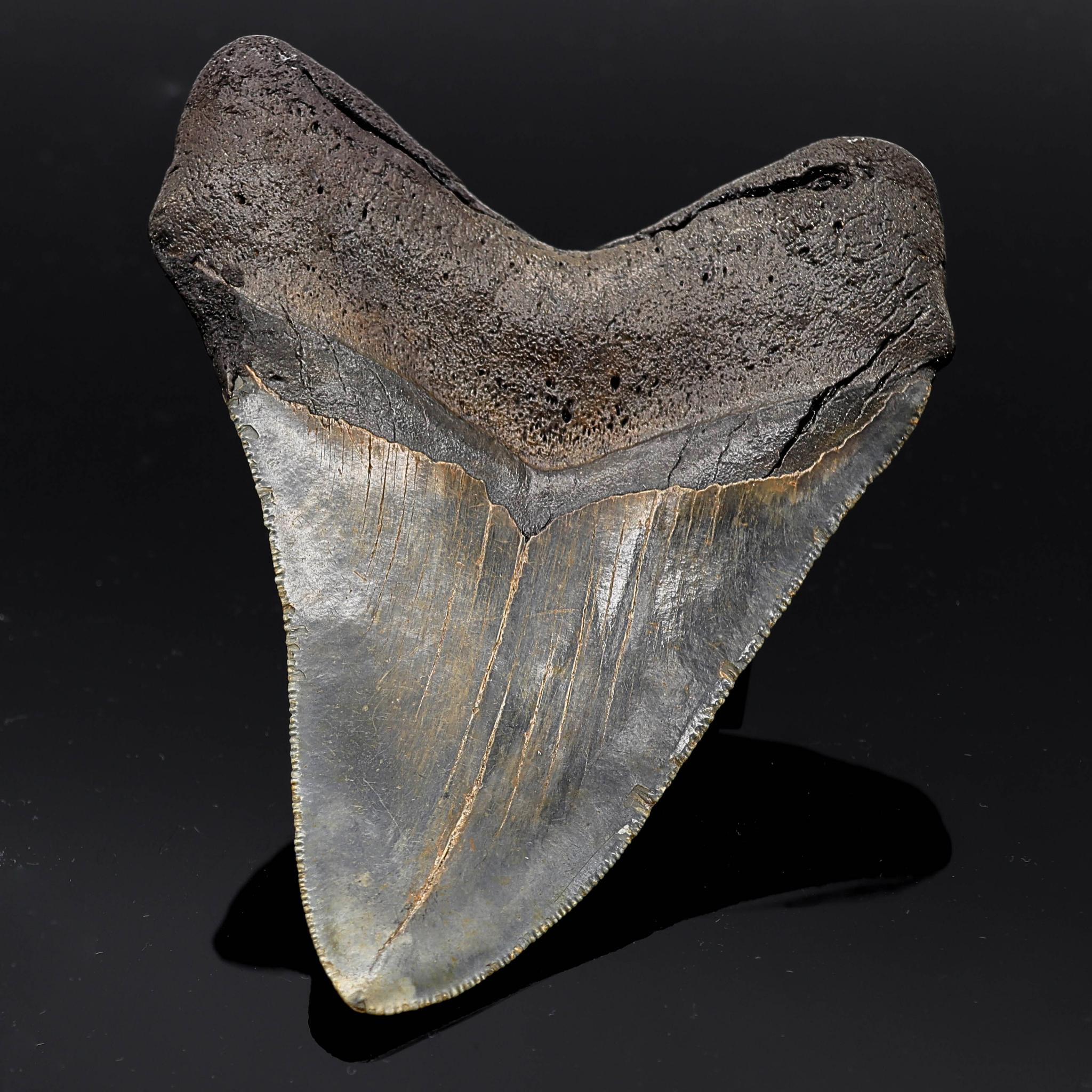 Megalodon Zahn versteinert #7 (11,7cm, 214g)